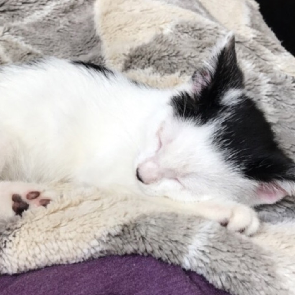 Meet your Posher, Nicole